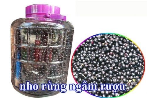 Cây giống nho rừng bầu ươm khỏe mạnh