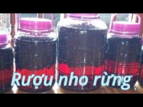 Giàn nho rừng sinh trưởng tốt