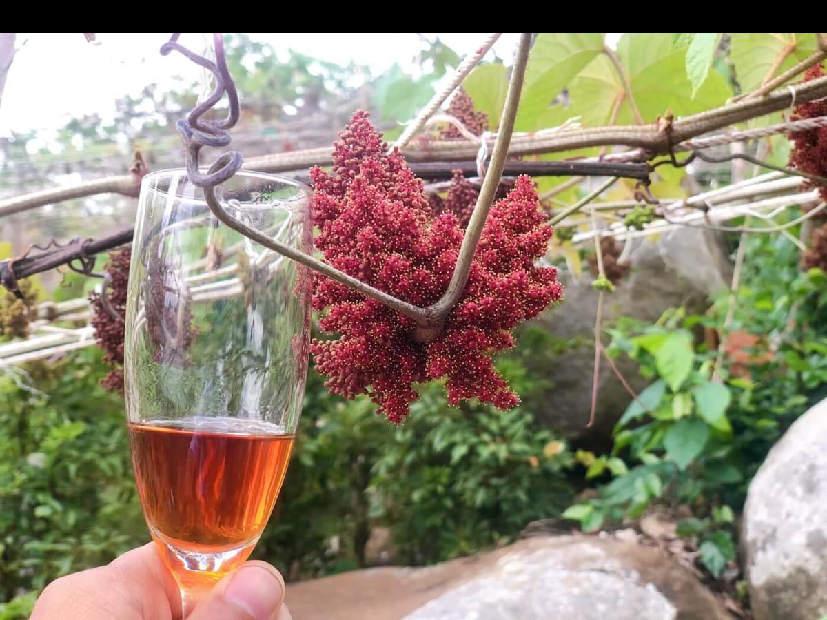 Công Dụng Vượt Trội Của Hợp Chất Anthocyanin Trong Quả Nho Rừng Đối Với Tim Mạch