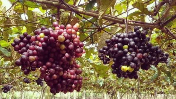 Nho rừng đỏ Thất Sơn vị chua ngọt thanh mát