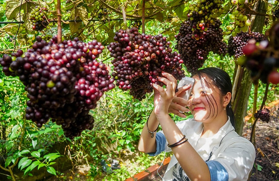 Chai rượu nho rừng 500ml cao cấp